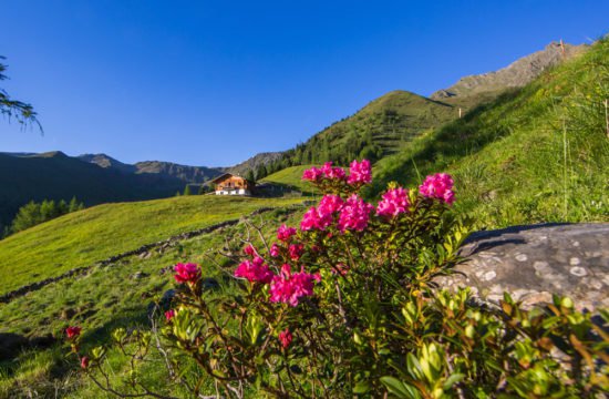 Rosa delle Alpi