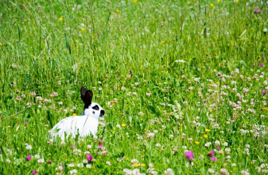 Hase in der Wiese