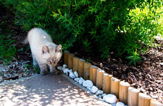 Katze am Hof