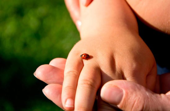 Maikäfer auf Hand